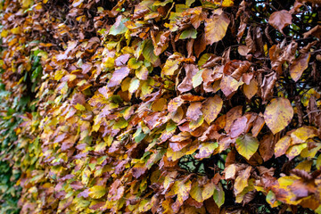 Leaves of a hedge in autumn