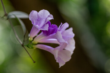 Fototapeta premium Beautiful Mansoa alliacea flower or Garlic vine flower in the garden.Purple and white flower.