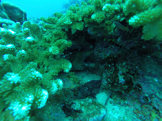 Obraz na płótnie Canvas coral reef and diver