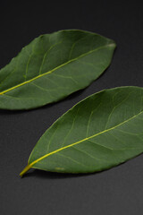 Daphne leaf, bay leaf, Laurus nobilis leaf, isolated on black background