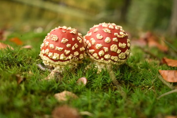 Two mushrooms