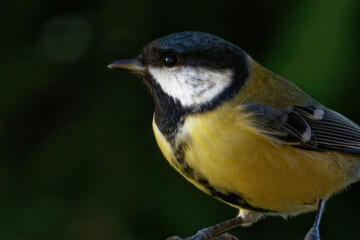 Great tit (Parus major)