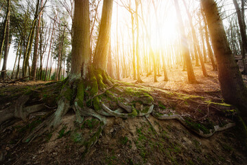 Obraz premium Wooded forest trees backlit by golden sunlight before sunset with sun rays pouring through trees, illuminating tree branches