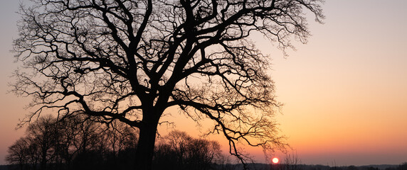 silhouette of a bare tree at sunset, tree funeral, natural cemetery