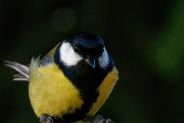 Great tit (Parus major)