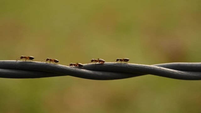 Group of Ants Crawl Across Wire Fence