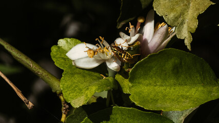 Avispa posada en flor de azahar para polinizar