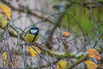 A titmouse sits on a tree branch with yellowed leaves in autumn.