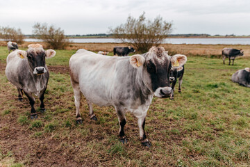 Rind oder Kuh auf einer Wiese