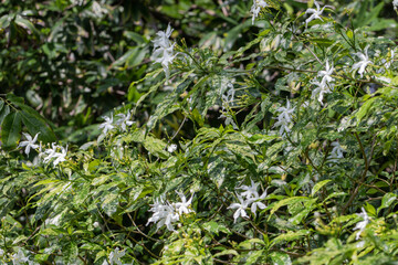 Selective focus Pinwheel Jasmine flower in the garden. Close up white flower and green leaves. 