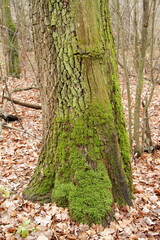 Moss-covered tree trunk stands in the forest