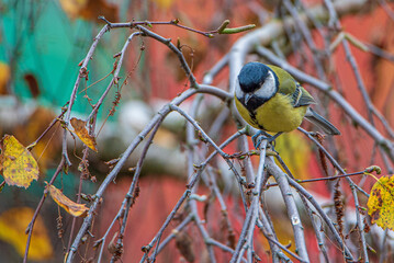 A titmouse sits on a tree branch with yellowed leaves in autumn.