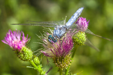 Big dragonfly in nature on a flower