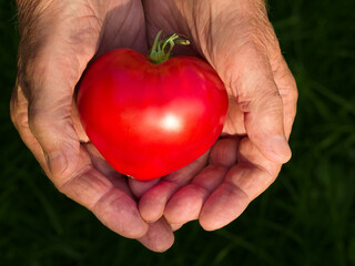 Heart-shaped tomato in the hands of an old man