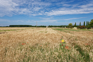 Italien - Toskana - Sonnenblume mit Mohn im Getreidefeld