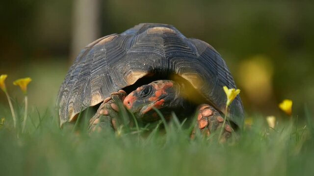 tortoise in the grass