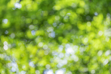 Obraz premium Blurry bokeh in nature background.Green color blurred abstract background.