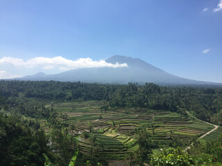 Fototapeta premium tea plantation