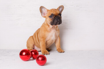 french bulldog puppy with christmas ball