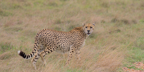 cheetah walking and looking back in the wild savannah of  the masai mara kenya
