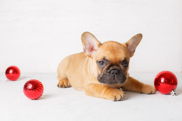 french bulldog puppy with christmas ball