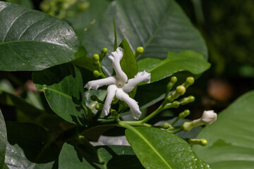 Selective focus Pinwheel Jasmine flower in the garden. Close up white flower and green leaves. 