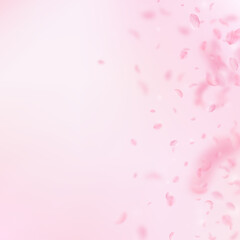 Sakura petals falling down. Romantic pink flowers 
