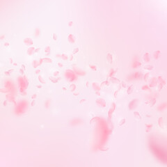 Sakura petals falling down. Romantic pink flowers 