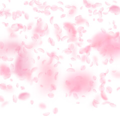 Sakura petals falling down. Romantic pink flowers 