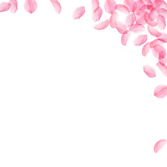 Sakura petals falling down. Romantic pink silky bi
