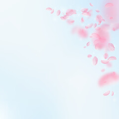 Sakura petals falling down. Romantic pink flowers 