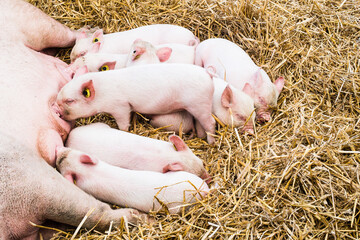 A Litter Of Pigs Sleeping And Sucklign At Countryfile Live