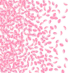 Sakura petals falling down. Romantic pink bright m