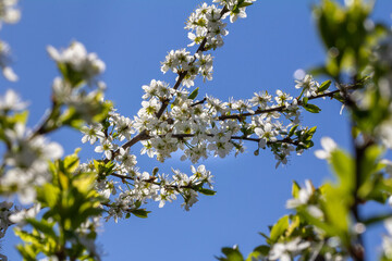 The branches of the apple tree are strewn with flowers against the blue sky.