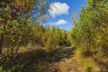 Fototapeta na wymiar Beautiful view of autumn yellowed forest trees on blue sky background.