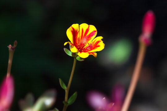 Portulaca Grandiflora Or Eleven O'clock Flower