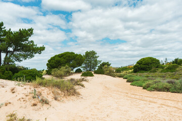 Vegetación en playa de El Rompido, Huelva.