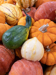 colorful pumpkins