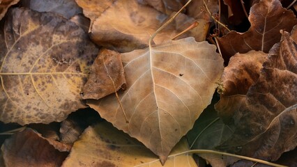Colorful autumn composition. Orange, yellow, brown leaves covering the ground in November. Art photography.