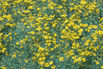 Beautiful selective focus Dahlberg Daisy flower in a garden.(Thymophylla tenuiloba)Close up yellow fl