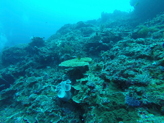 scuba diver and coral reef