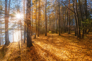 Autumn. Fall scene. Beautiful Autumnal park. Beauty nature scene. Autumn Trees and Leaves, foggy forest in Sunlight Rays