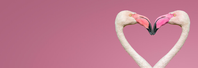 Banner with two rosy flamingos forming a heart shape with their heads and necks isolated at smooth light pink or rosy background with copy space for text, closeup, details. Love and glamour concept