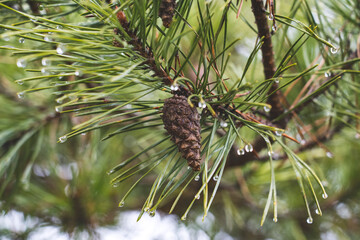 pine branches with water drops on a rainy day