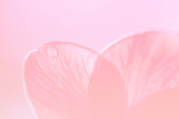 Blurred  pink petal flower background.Close up flower wallpaper.