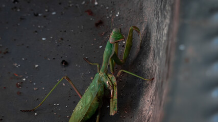 Mantis comun verde con un ala dañada