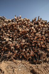 Troncos de madera apilados unos sobre otros, en un árido paisaje caluroso, bajo el sol