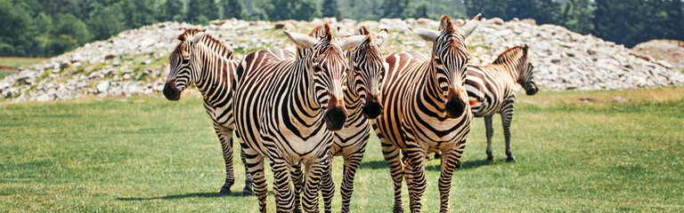 Fototapeta na wymiar A herd of plains zebra standing together in savanna park on summer day. Exotic African black-and-white striped animals walking in the prairie. Wild species in natural habitat. Web banner header.