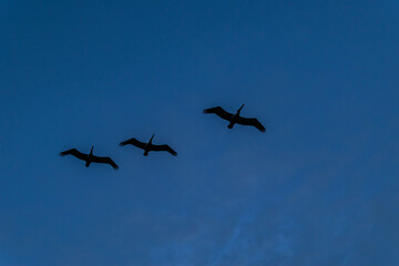 Flying birds