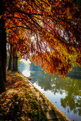 autumn in the forest